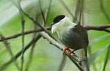 White-bearded Manakin